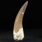 Riesiger versteinerter Plesiosaurus Zahn aus der Kreidezeit