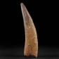 Coloborhynchus Pterosaurus Zahn aus der Kreidezeit