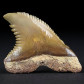 Fossilien versteinerter Haizahn aus dem Miozän Hemipristis serra