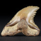 Versteinerter Haifisch Zahn Hemipristis serra zum Kaufen