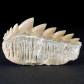 Notidanodon loozi versteinerter Haifisch Zahn MArokko