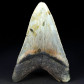 Otodus megalodon Haifisch Zahn