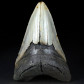 Fossilien Riesenhai Zahn von Otodus megalodon