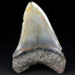 Fossilien versteinerter Megalodon Riesenhai Zahn