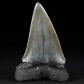Großer versteinerter Haifisch Zahn Isurus hastalis