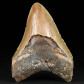 Toller versteinerter Megalodon Haizahn 11 cm zum Kaufen