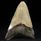MEgalodon Riesenhai Zahn aus South Carolina