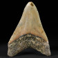 Versteinerter Megalodon Haifisch Zahn aus South Carolina