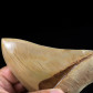 Herrlicher versteinerter Megalodon Haizahn aus Indonesien