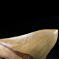 Fossilien versteinerter Megalodon Haizahn aus Java