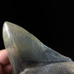 Otodus Megalodon Riesenhai Zahn aus dem Miozän