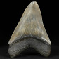 Megalodon Haizahn aus dem Miozän von South Carolina