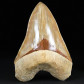 Fossilien XXL Megalodon Haifisch Zahn mit tollen Serrations