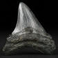Versteinerter Megalodon Haifisch Zahn