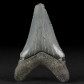 Fossilien versteinerter Megalodon Haifisch Zahn