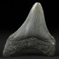 Fossilien versteinerter Megalodon Haifisch Zahn 