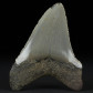 Fossilien Megalodon Hafisch Zahn aus dem Miozän zum Kaufen