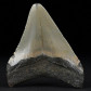 Otodus megalodon versteinerter Haifisch Zahn