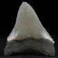 Otodus megalodon versteinerter Riesenhai Zahn