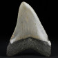 Fossilien versteinerter Megalodon Haizahn zum Kaufen