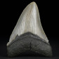 Schöner versteinerter Megalodon Haifisch Zahn