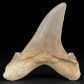 Fossilien seltener Haizahn von Otodus sokolovi aus Westsahara