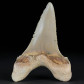 Fossilien versteinerter Haifisch Zahn von Otodus sokolovi