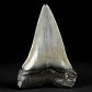 Fossilien versteinerter Haifisch Zahn Cosmopolitodus hastalis