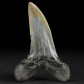 Versteinerter Haifisch Zahn von Isurus desori