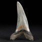 Versteinerter Haizahn von Isurus desori aus South Carolina