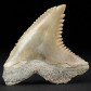 Fossilien versteinerter Haizahn von Hemipristis serra