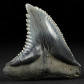 Fossilien versteinerter Haizahn Hemipristis serra