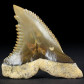 Fossilien sammeln versteinerter Haizahn Hemipristis serra