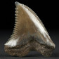 Hemipristis serra versteinerter Haizahn aus dem Miozän