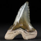 Hemipristis serra Haifisch Zähne online kaufen