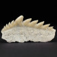 Fossilien Notidanodon loozi versteinertr Haizahn aus dem Paläozän