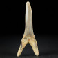 Fossilien versteinerter Haifisch Zahn Scapanorhynchus texanus