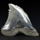 Versteinerter Haifisch Zahn Hemipristis serra