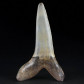 Fossilien Haifisch Zahn Striatolamia aus dem Eozän