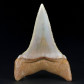 Versteinerter Haifisch Zahn Cosmopolitodus hastalis Atacamawüste