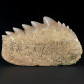Seltener versteinerter Haizahn Notidanodon loozi
