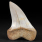 Fossilien versteinerter Haifisch Zahn Isurus (Cosmopolitodus) planus