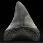 Fossilien Megalodon Haizahn aus dem Miozän von South Carolina