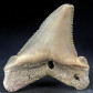 Versteinerter Haifisch Zahn von Otodus (Carcharocles) angustidens