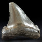 Fossilien versteinerter Haizahn Otodus angustidens
