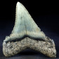 Fossilien sammeln versteinerter Haizah Otodus angustidens