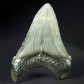 Otodus angustidens versteinerter Haifisch Zahn