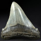 Fossilien Haifisch Zahn Otodus angustidens