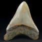 Fossilien Megalodon versteinerter Riesenhai Zahn