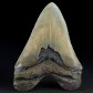Fossilien schöner versteinerter Megalodon Haizahn 